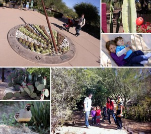 Desert Botanical Gardens: um jardim botânico muito diferente