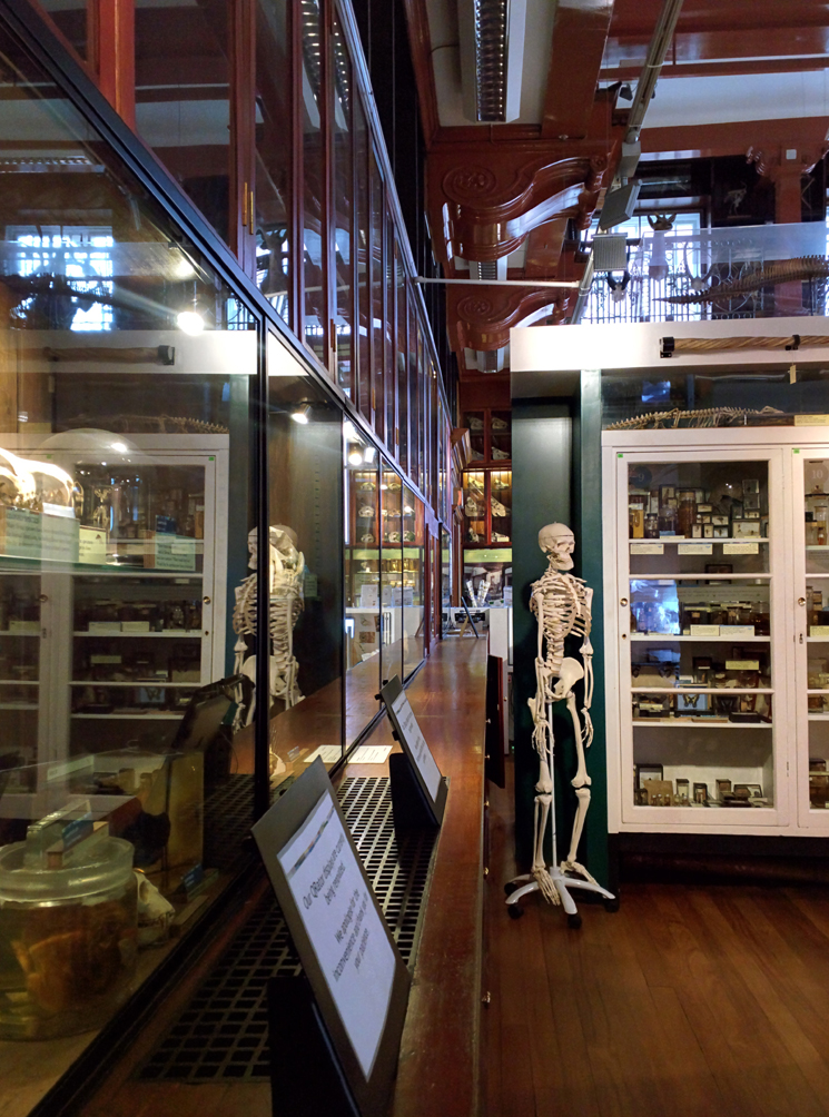 Grant Museum of Zoology (3)